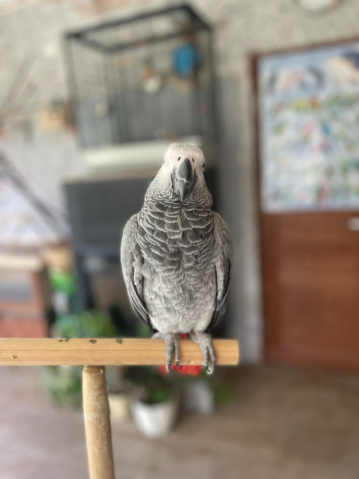 Papagoi